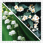 First Page jasmine & Lily of the Valley Aroma Candle